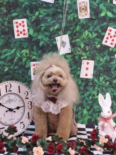 20250415麦ちゃん